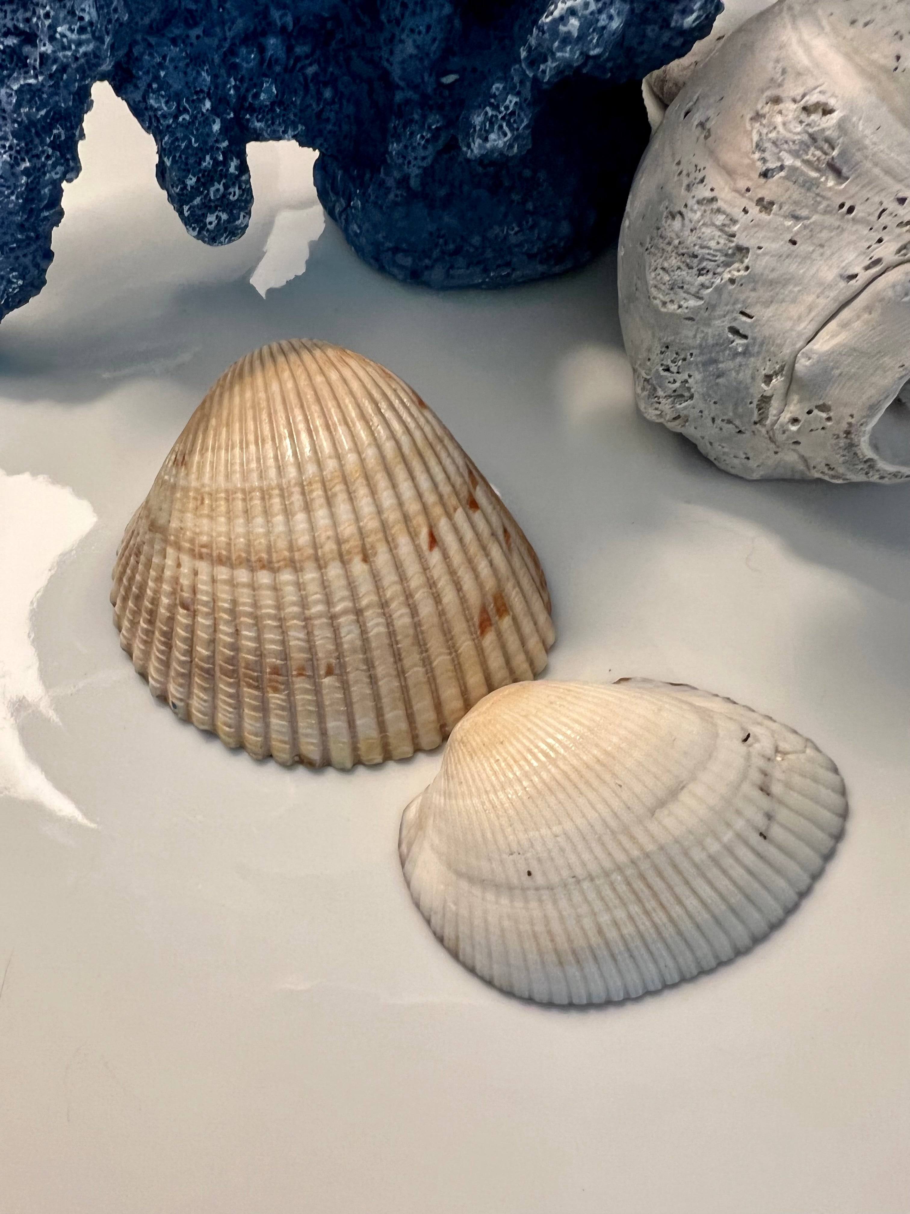 Starfish Seashells - Decoupaged Set of 2