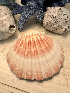Sea Turtle Scallop Shell Trinket Dish
